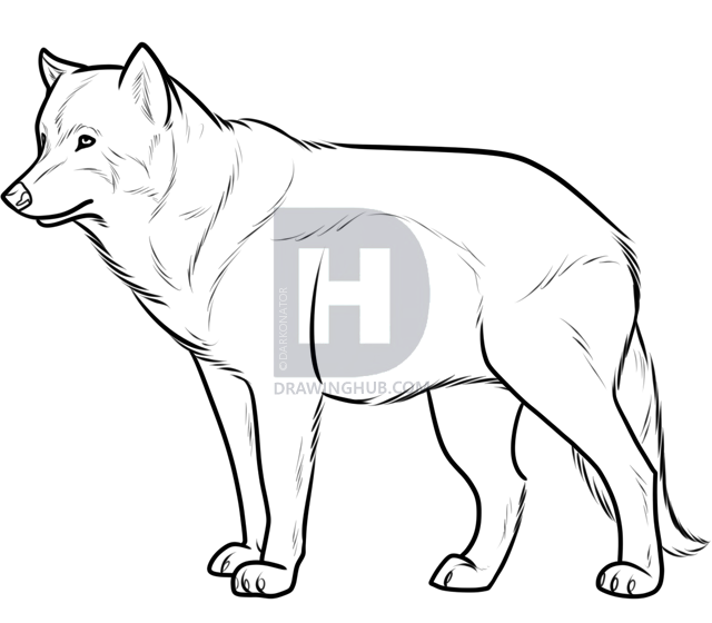 640x560 Realistic Wolf Sketch Drawing Tutorial, Step