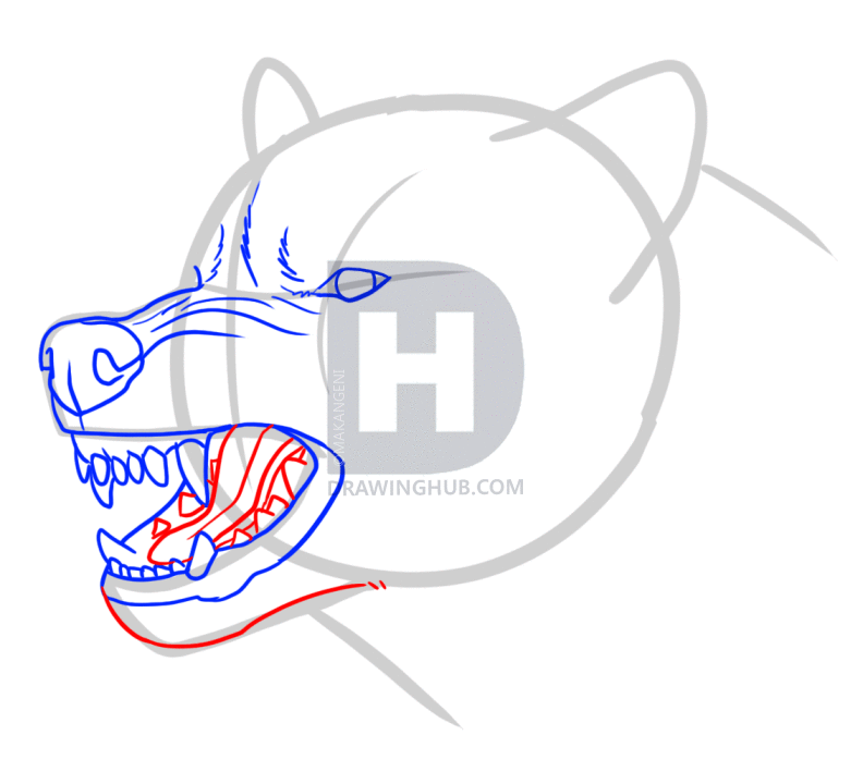 792x720 How To Draw An Angry Wolf, Step