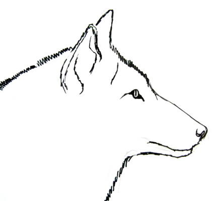 435x400 How To Draw A Wolf Face