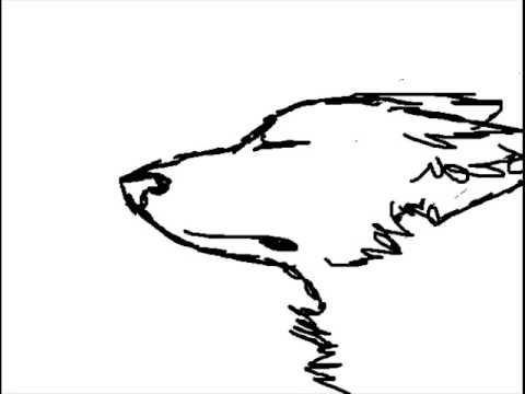 480x360 wolf head ear twitch practice animation