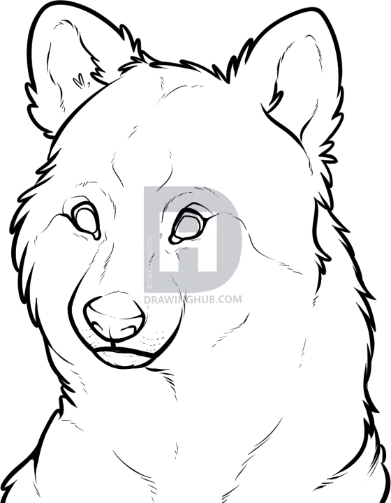 560x720 How To Draw A Wolf Face, Step