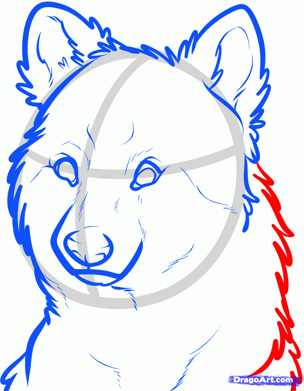 980x1260 How To Draw A Wolf Face, Step
