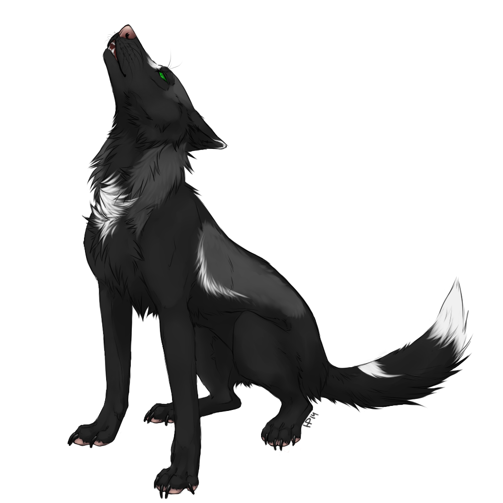 1000x1000 drawing wolfs growl transparent png clipart free download