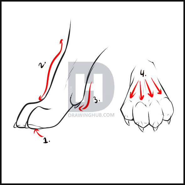 590x590 How To Draw Wolves, Step