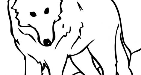 471x250 Easy Wolf Head Drawings Drawing Of A Gray Very Howling I Fertility