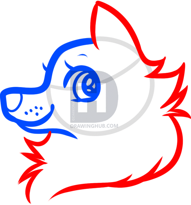 672x720 How To Draw A Cartoon Wolf Head, Step