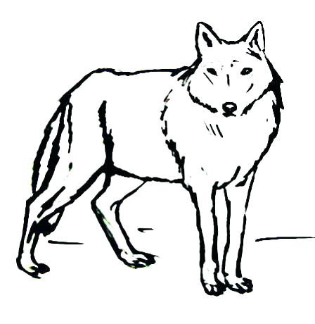 448x460 Wolf Face Outline Tattoo Ideas On Free Howling Drawing
