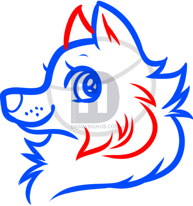 672x720 How To Draw A Cartoon Wolf Head, Step
