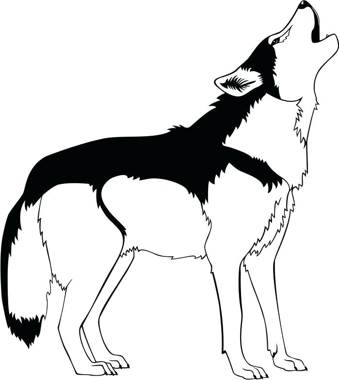 699x784 Howling Wolf Drawing Tutorial Zupa
