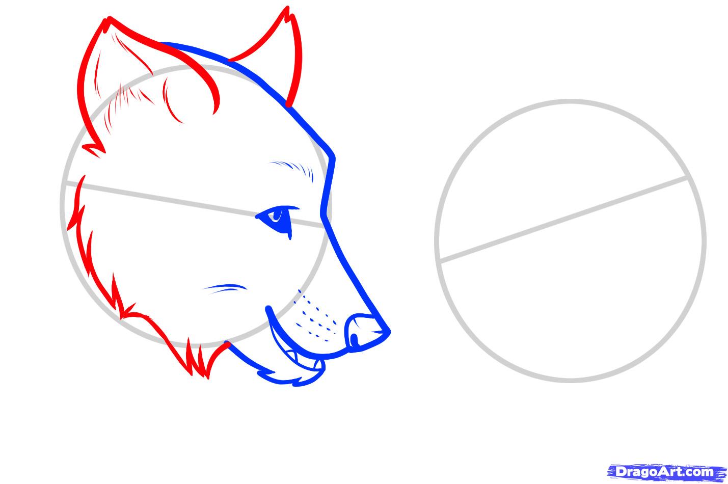 1429x950 Draw Wolf Love, Wolf Love, Step