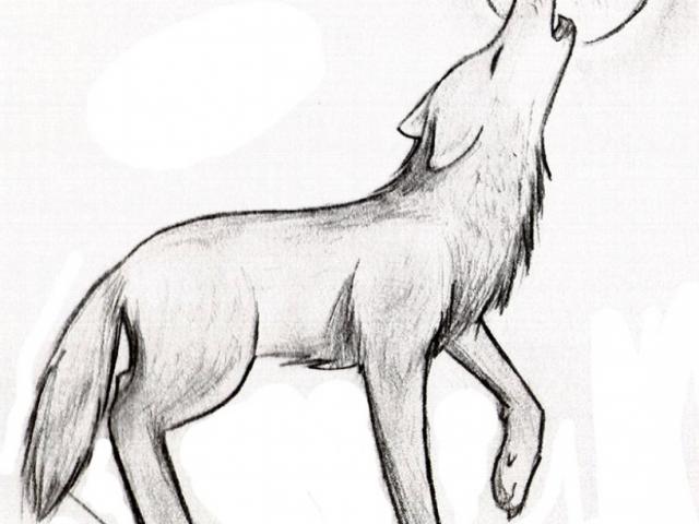 640x480 Easy Wolf Drawings