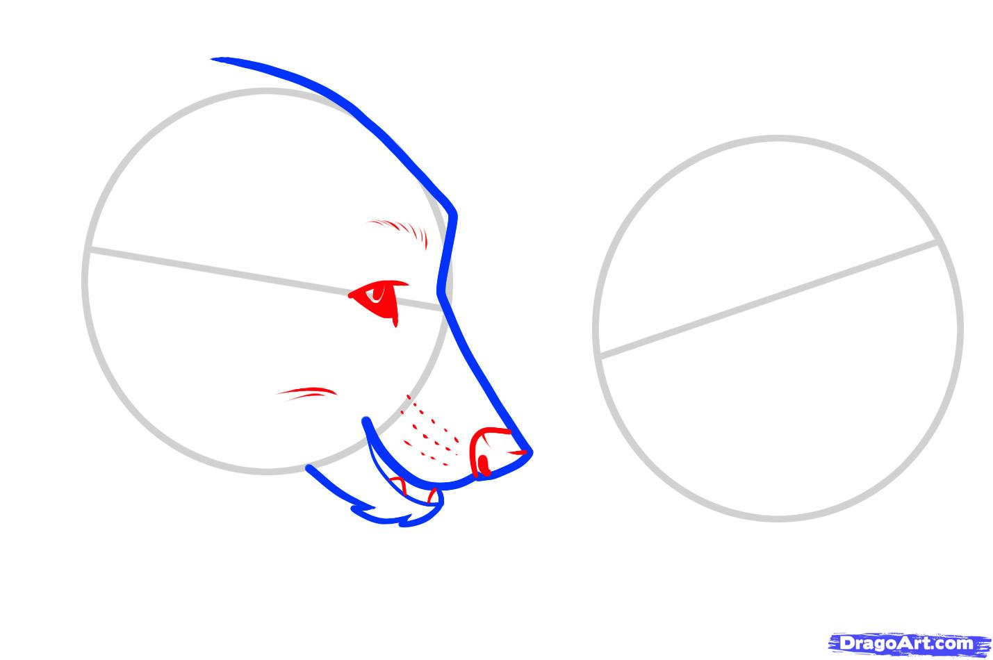 1429x950 How To Draw Wolf Love, Wolf Love, Step