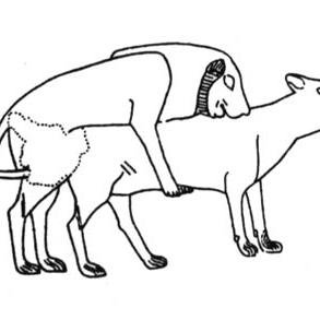 293x293 Animal Mating