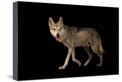 400x268 Beautiful Wolves Canvas Artwork For Sale, Paintings And Prints