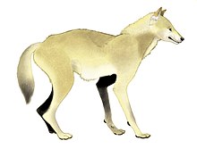 220x176 Canidae