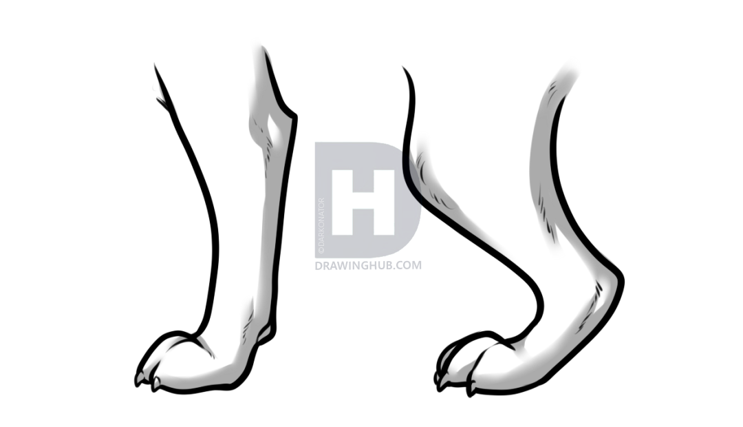 1080x620 How To Draw Wolf Paws, Step