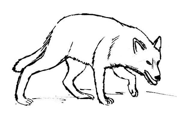 590x391 How To Draw A Gray Wolf