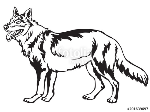 500x375 Decorative Standing Portrait Of Czechoslovakian Wolfdog Vector
