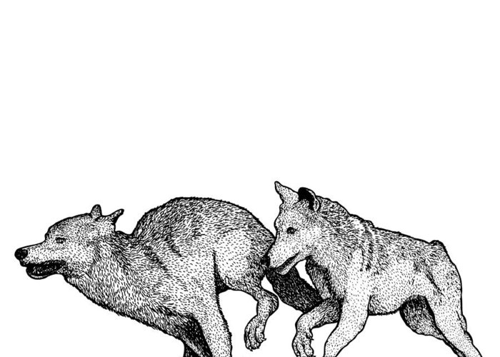 700x500 Running Wolves Greeting Card For Sale
