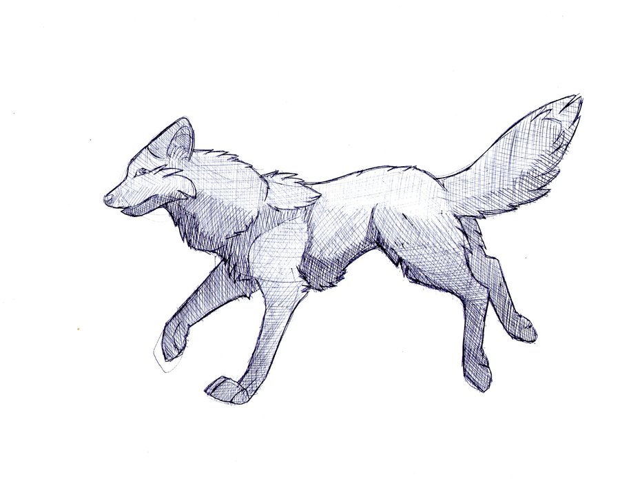 900x695 Wolf Running Drawing