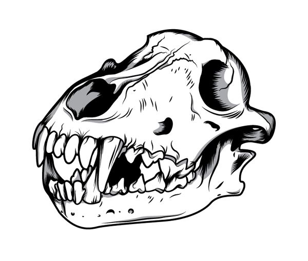 600x509 How To Create A Three Color Wolf Skull In Illustrator Skulls