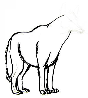 300x335 How To Draw A Gray Wolf