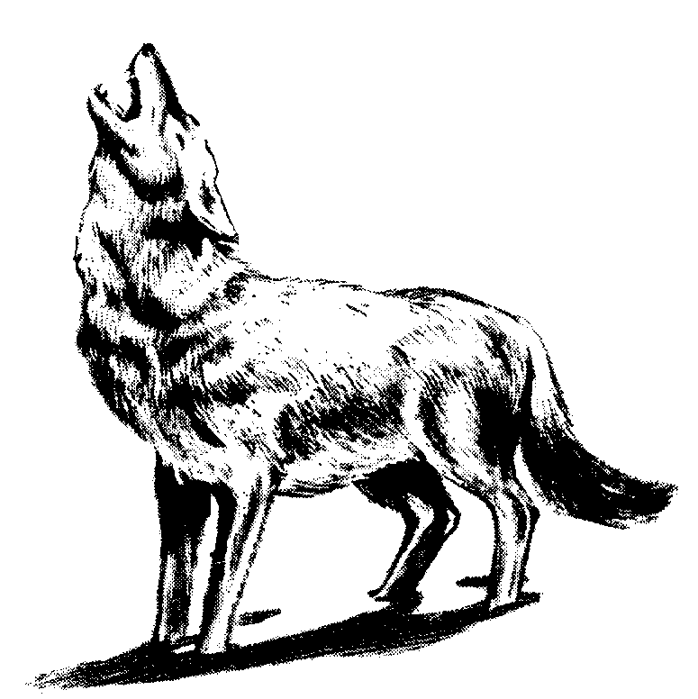 775x776 Gray Wolf Clipart Drawing