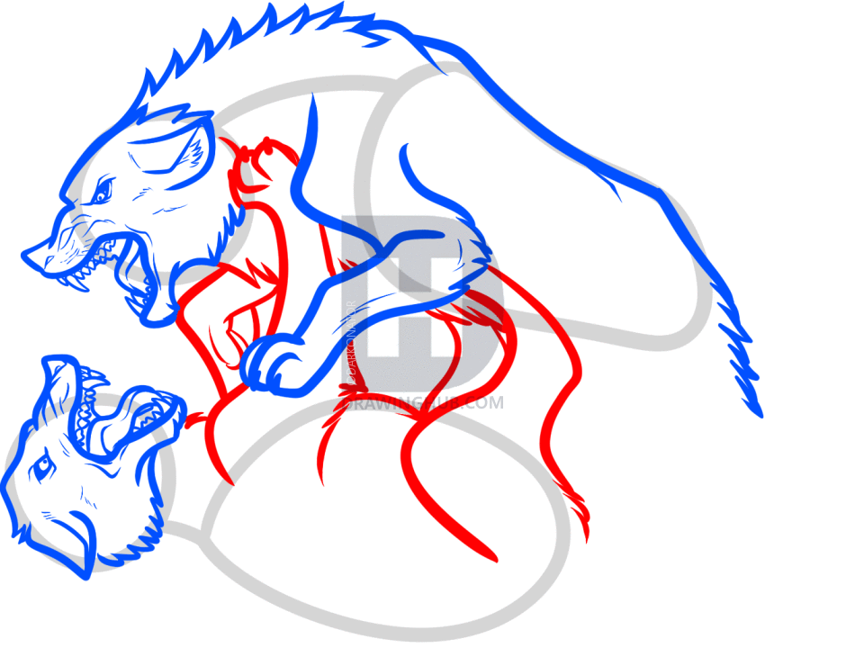 950x720 How To Draw Fighting Wolves, Wolf Fight, Step