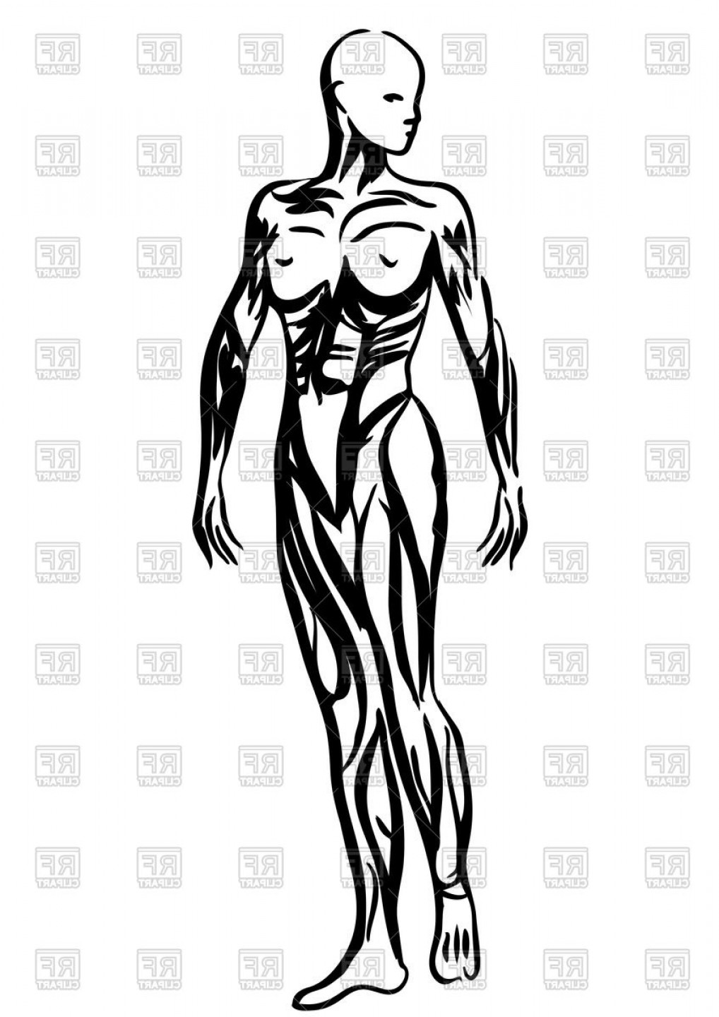 1018x1440 Outlines Of Human Body Woman Anatomy Vector Clipart Soidergi