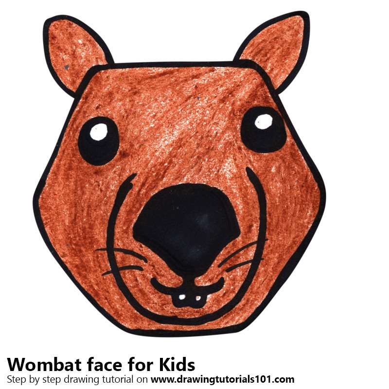 800x800 Learn How To Draw A Wombat Face For Kids
