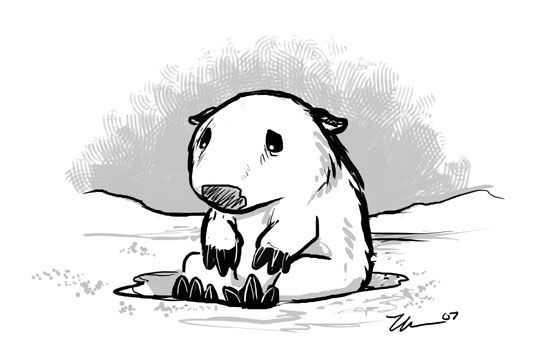 535x364 Sad Wombat In Snow