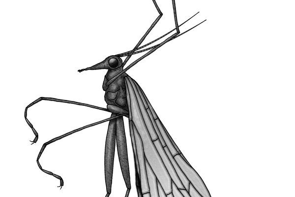 600x400 Wombat Flies