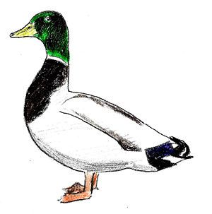 300x303 Draw A Mallard Duck Paper Mache And Other Drawings Duck