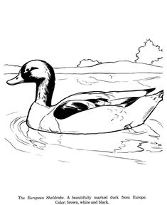 235x288 Best Ducks Images Ducks, Duck Drawing, Duck Art