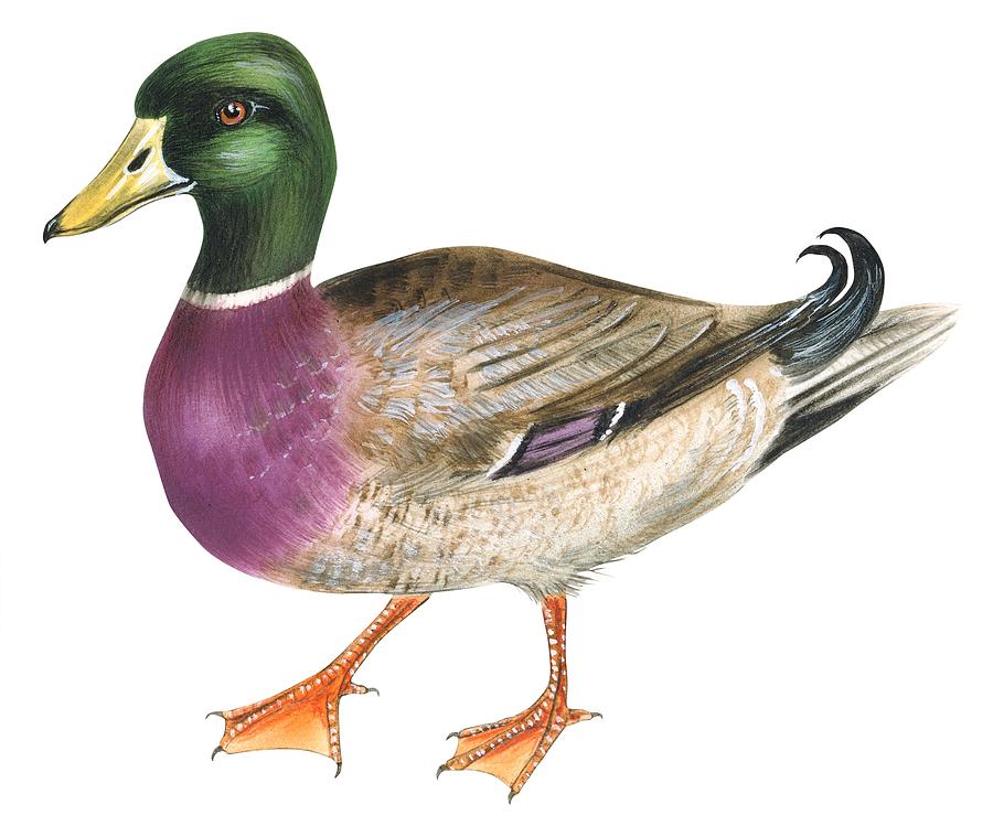 900x749 Mallard Drawing