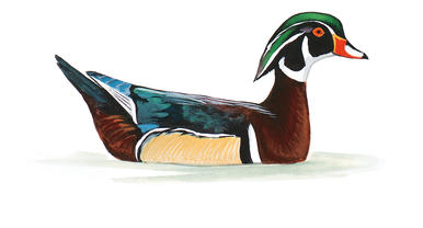 386x208 Summer, Or Wood Duck John James Audubon's Birds Of America