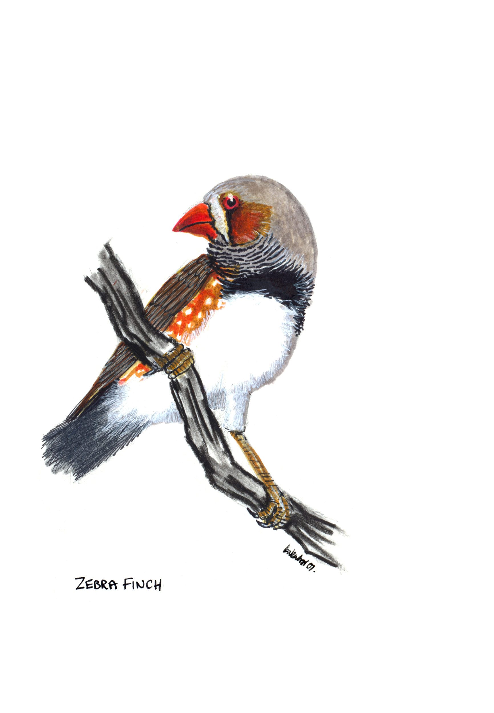 1732x2500 Australian Wood Duck Family