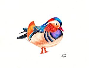 300x230 Buy Mandarin Duck, Ducks Loons, Birds, Animals, Birds, Fish