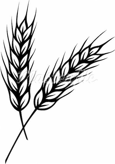 388x550 Inokraina Wheat Drawing, Wheat Tattoo