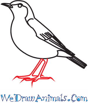 300x350 How To Draw A Wood Thrush