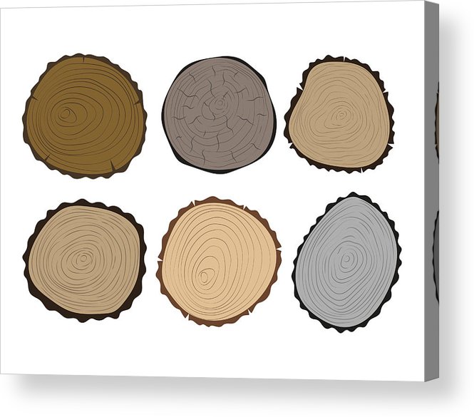 665x585 Wood Slice Texture Tree Circle Cut Raw Material Set Detail Plant