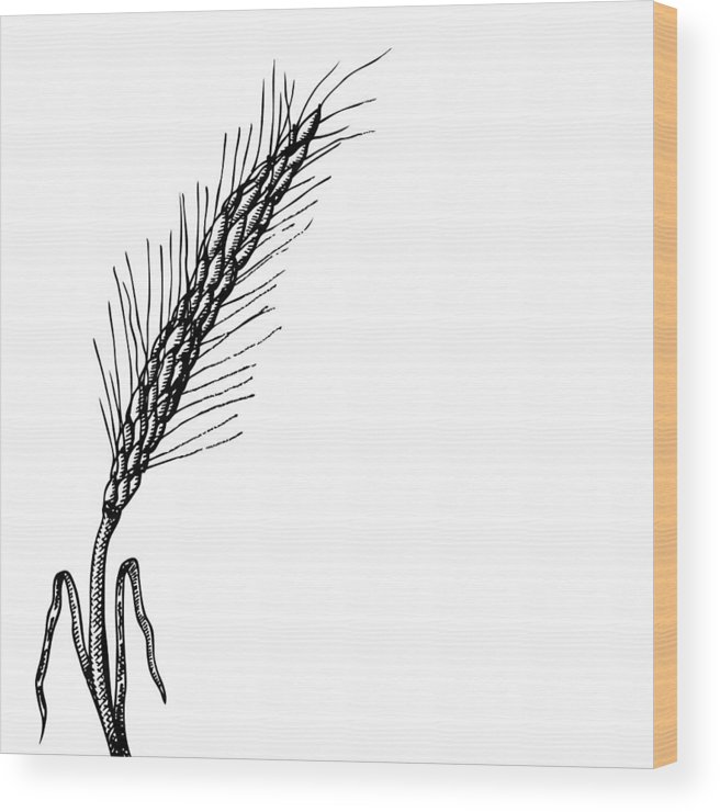 656x740 Wheat Wood Print