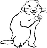 162x165 woodchuck clipart