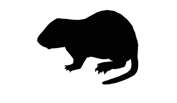 600x350 woodchuck groundhog stencil made from ply matboard