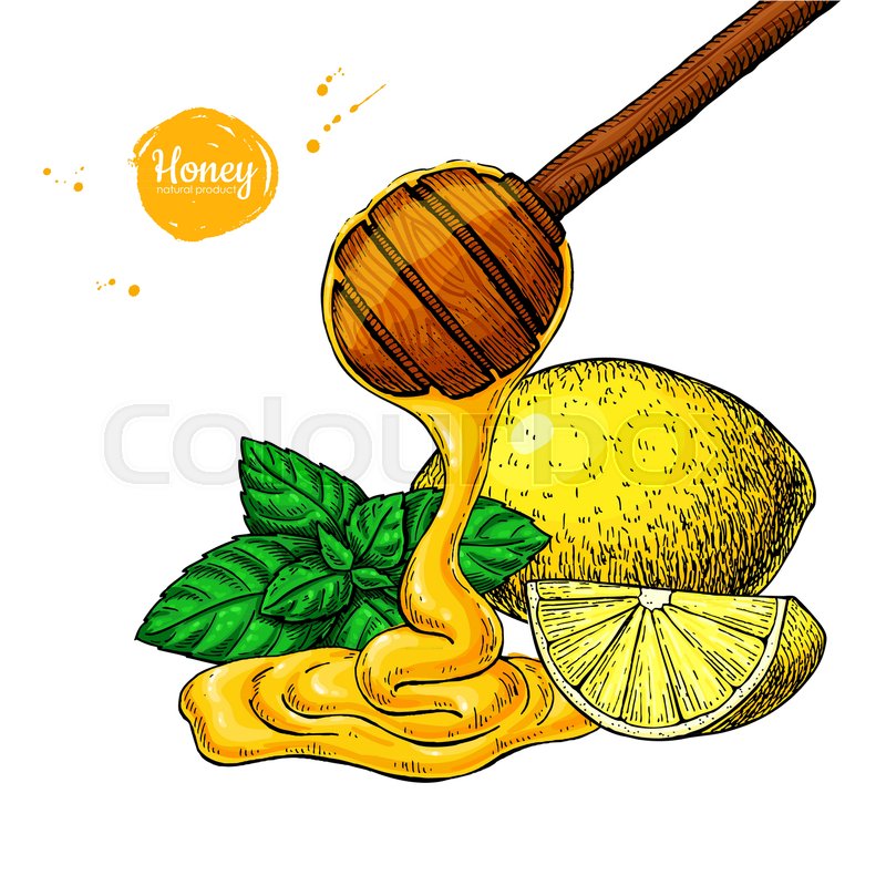 800x800 Honey With Lemon And Mint Vector Stock Vector Colourbox