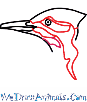 300x350 how to draw a pileated woodpecker