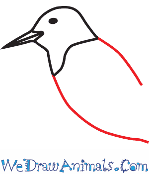 300x350 How To Draw A Red Headed Woodpecker