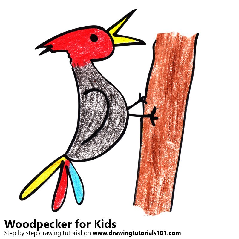 800x800 Learn How To Draw A Woodpecker For Kids