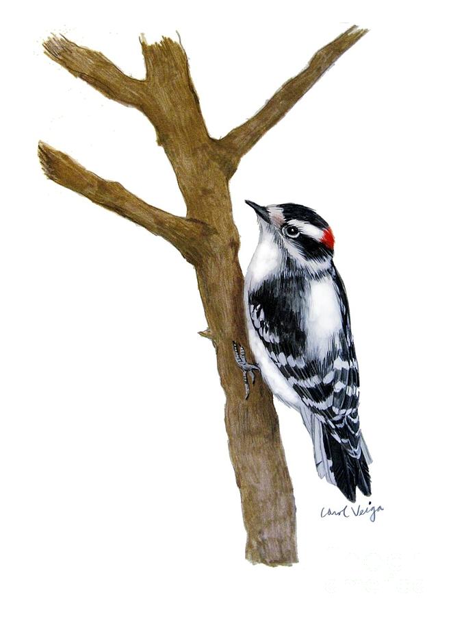 659x900 Downy Woodpecker Drawing