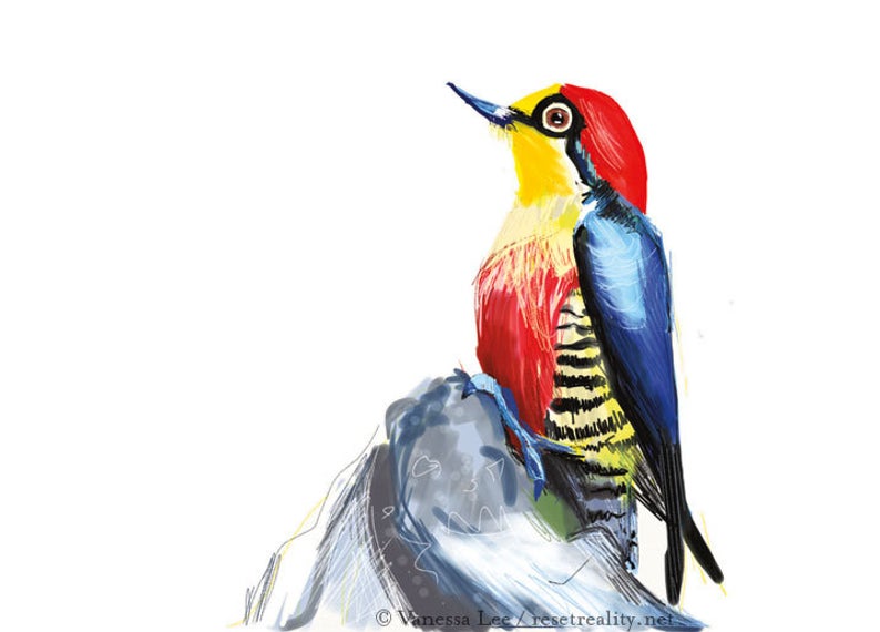 794x570 Yellow Fronted Woodpecker Bird Digital Drawing Print Original Etsy